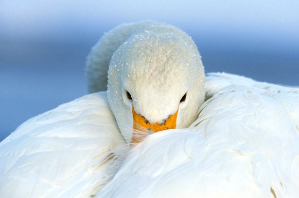 whooping-swan-615
