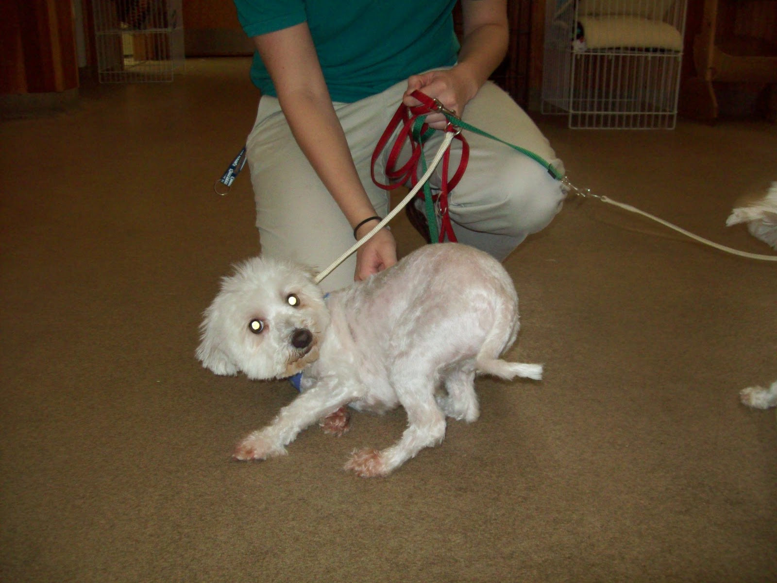 Best Friends Sudbury Blog Buddy Dog Makeover!