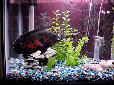 Astronotus Ocellatus Oscar Fish Exotic Tropical 
