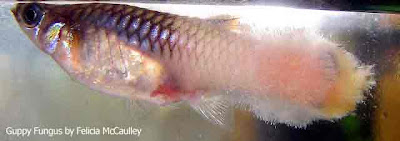 Guppy_Fish_Diseases_Picture.jpg