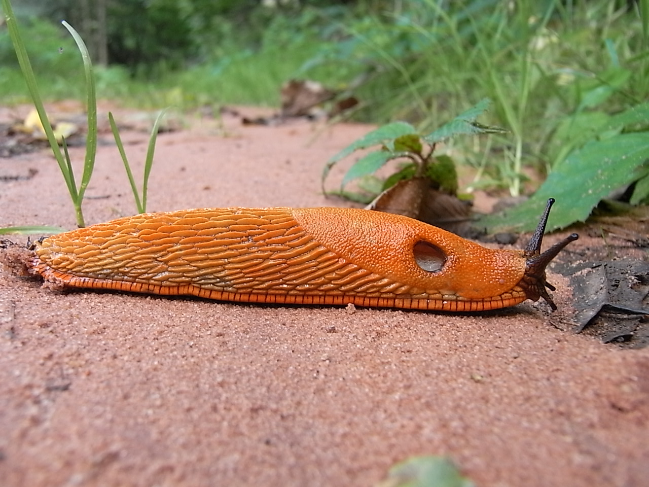 quatre saisons gros limaçon...