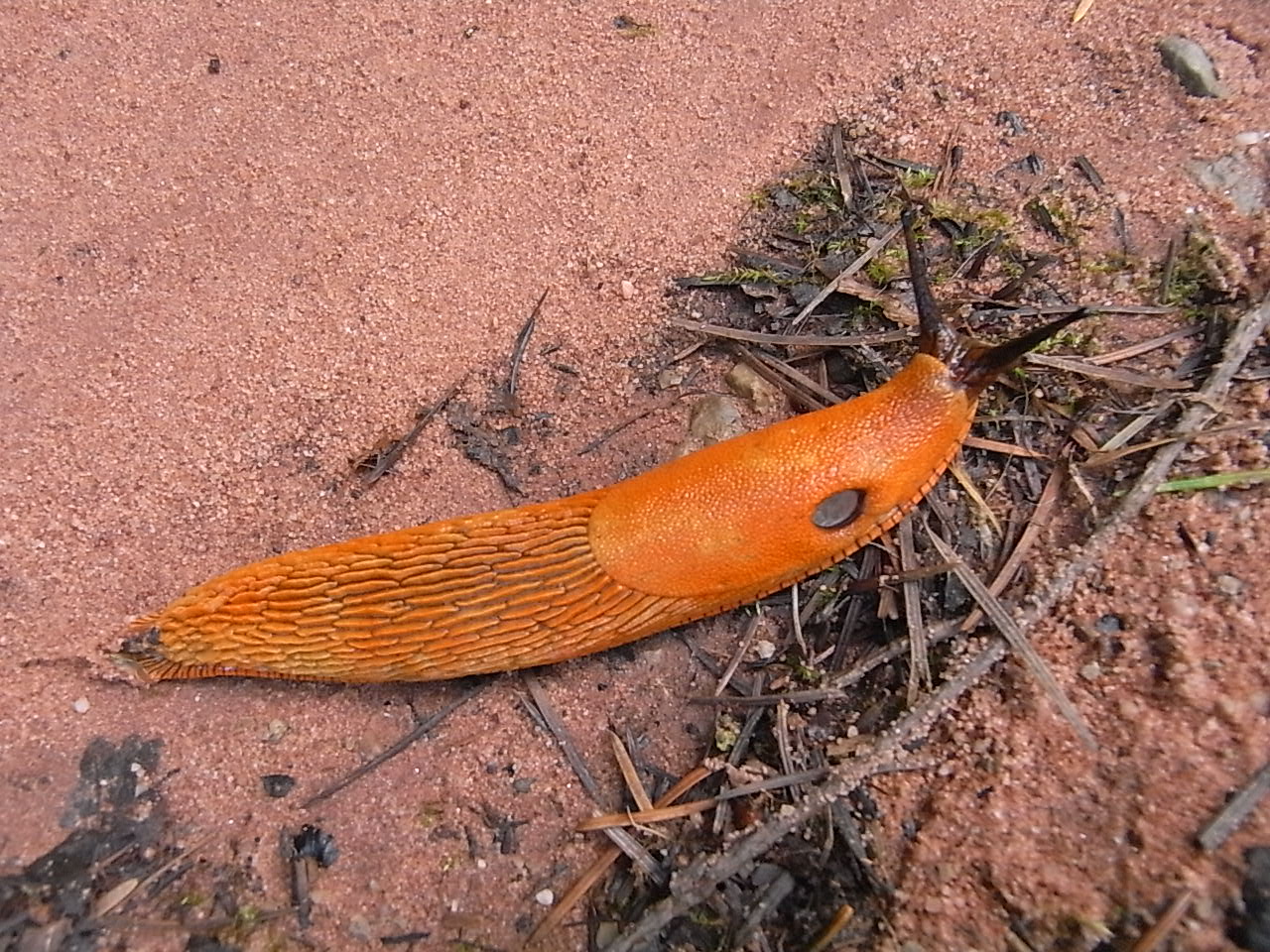 quatre saisons gros limaçon...