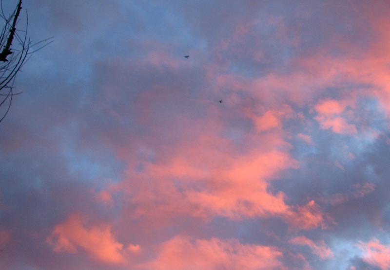 [birds-of-the-sky.jpg]