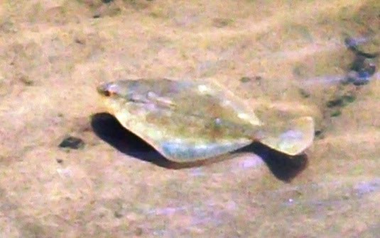 [100_2142+detail.JPG]