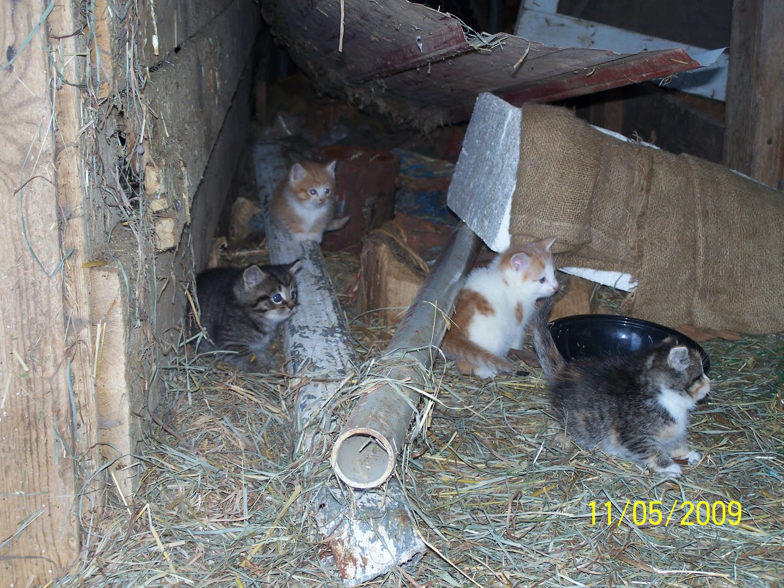 A Couple of Farmers At Maple Lawn Farm Barn Kittens