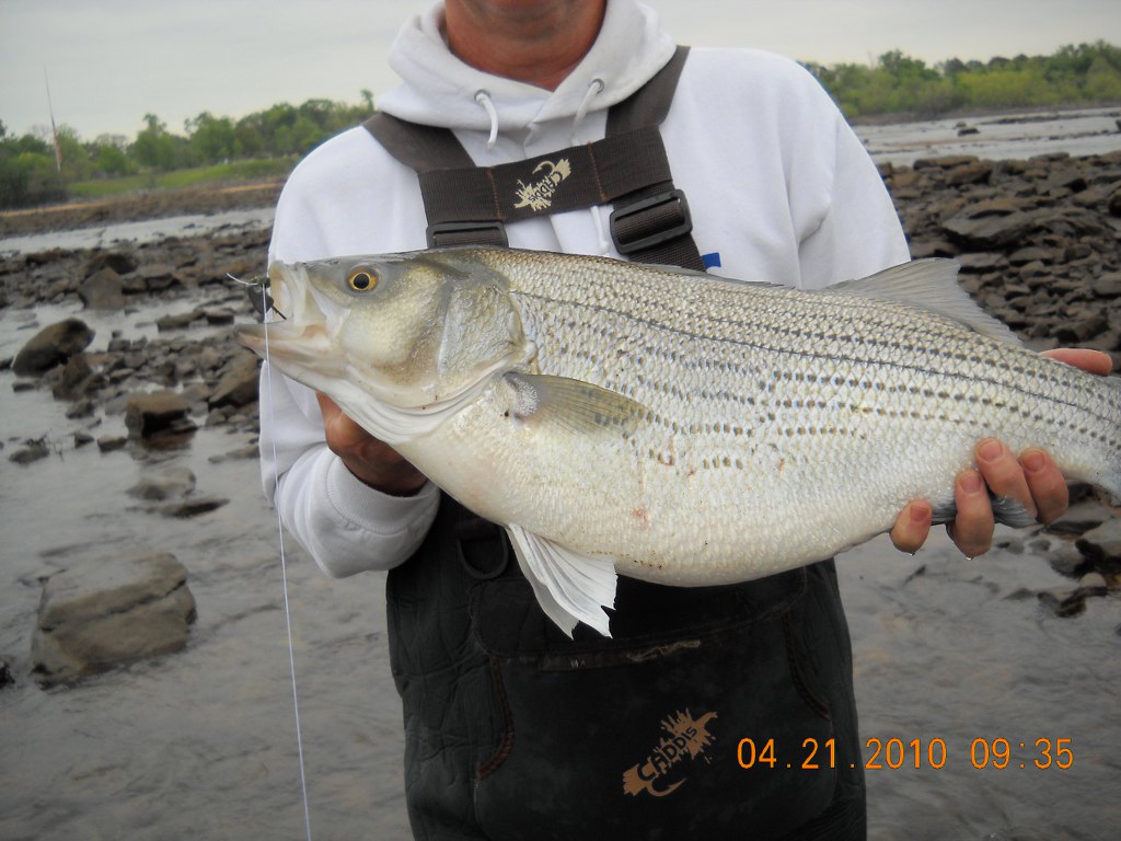 Tulsa Striper Fishing Hybrid Striped Bass