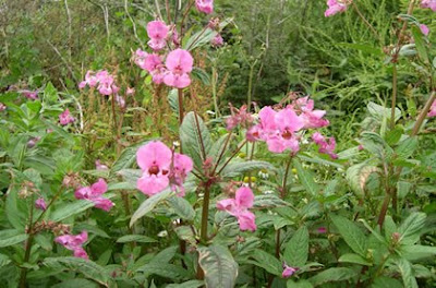 El Blog de La Tradicional River Plate: ¿Hasta cuando la paciencia?