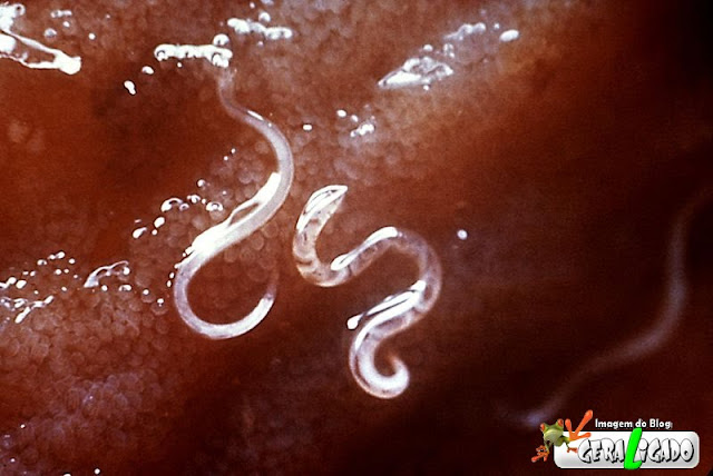 Ancylostoma+duodenale+e+Necator+americanus.bmp