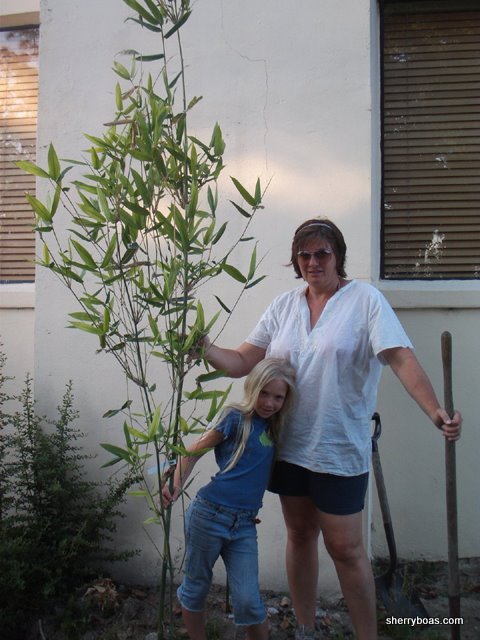 [doug+and+diannas+bamboo.jpg]