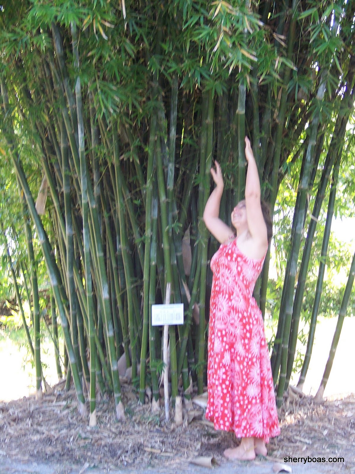 Beautiful Bamboo Discounted Prices on Select Bamboos