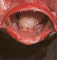 [isopod2.gif]