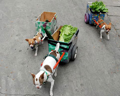 dog%2Blettuce.jpg