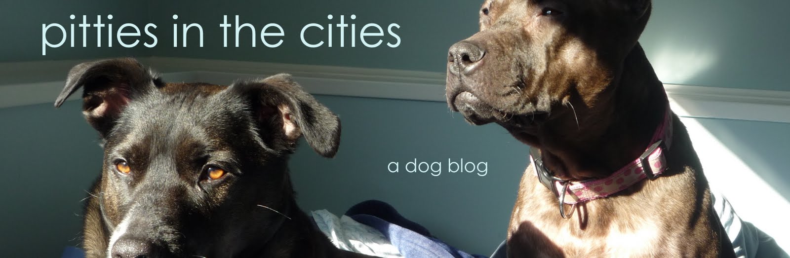 Pitties in the Cities