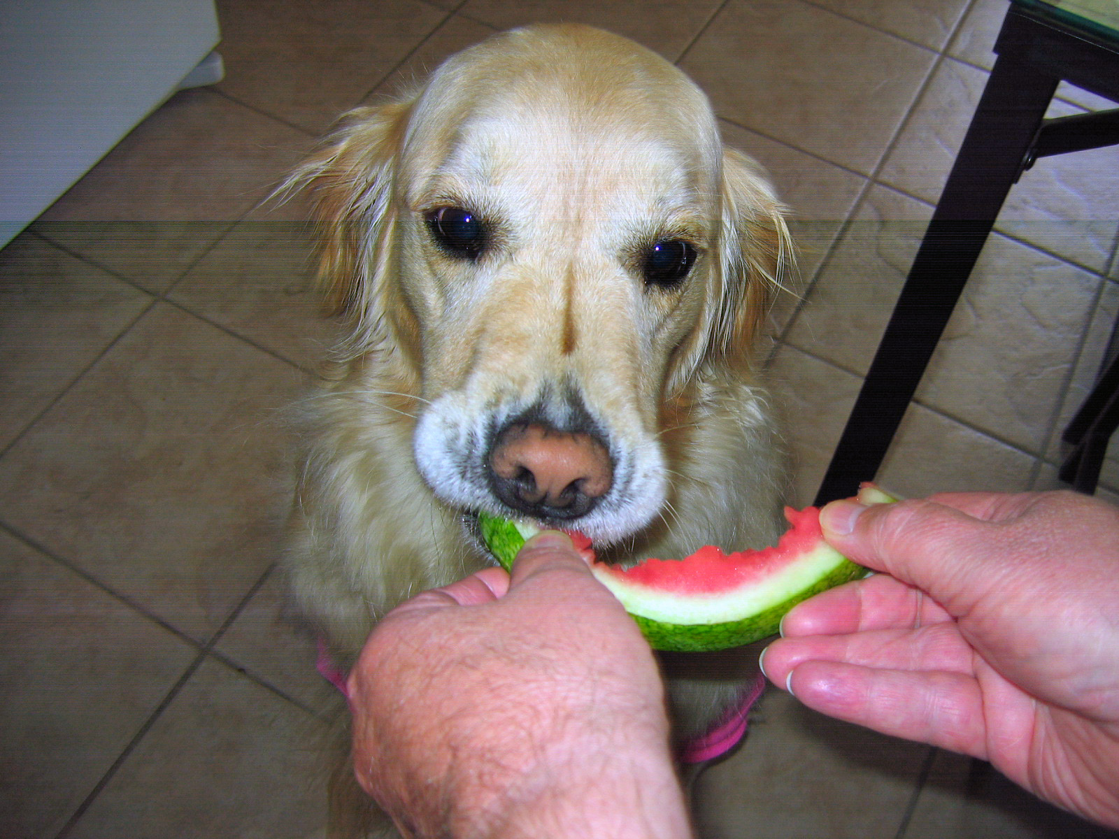 [Chloe+eating+watermelon+3.jpg]