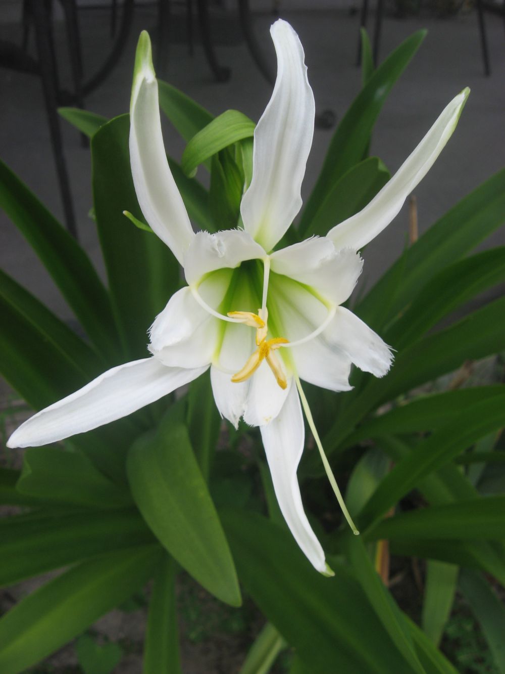 Crystal Coast Gardener Peruvian Daffodil