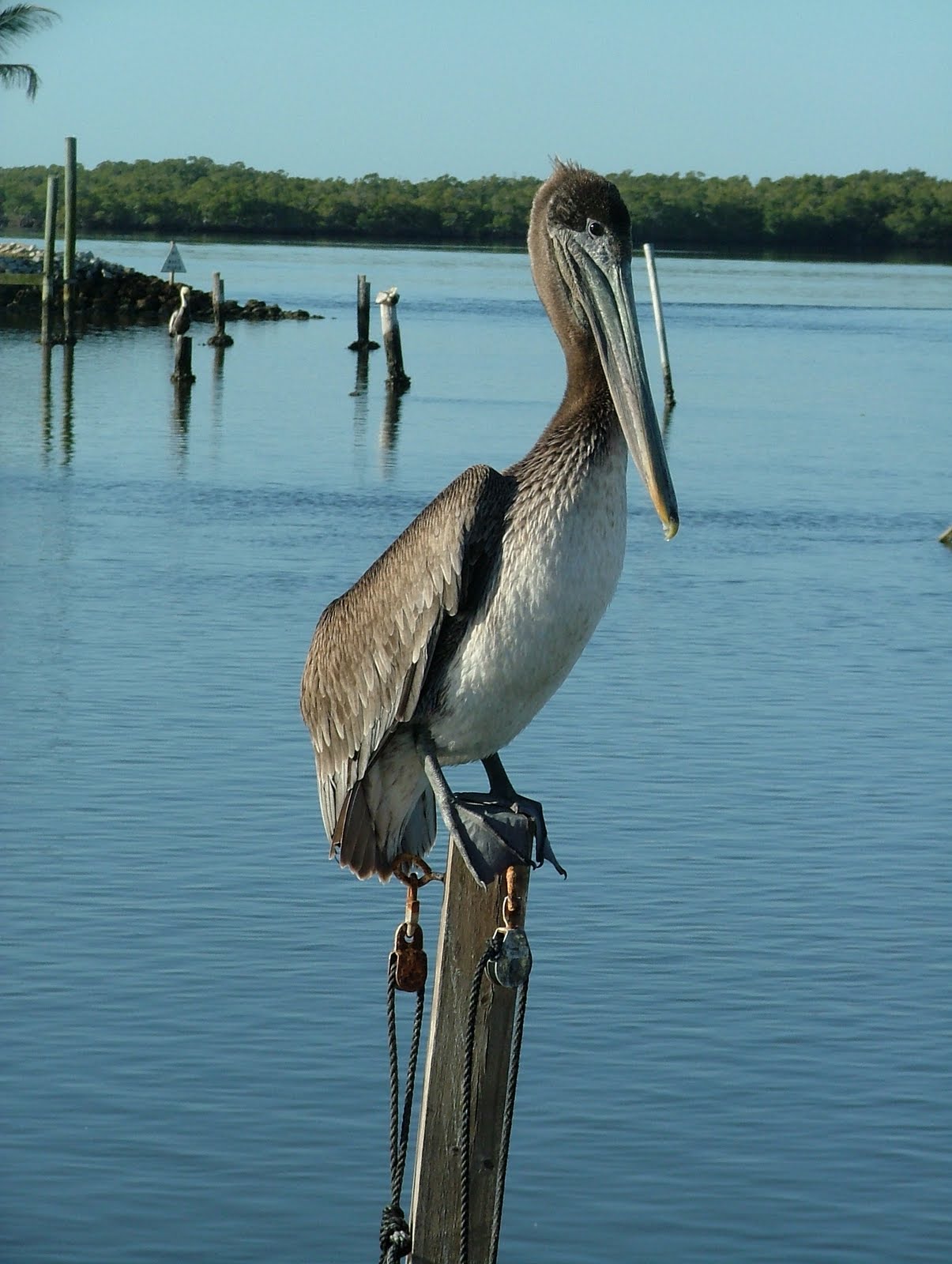 Tampa Bay Kayak Fishing Chokoloskee Island Spring Break