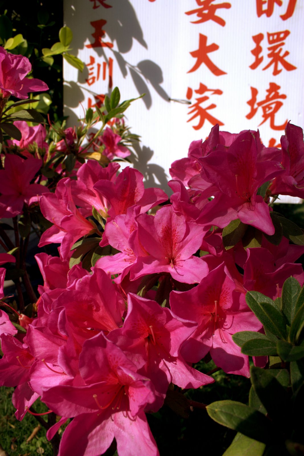 [Flowers+-+Taichung+Taiwan.jpg]