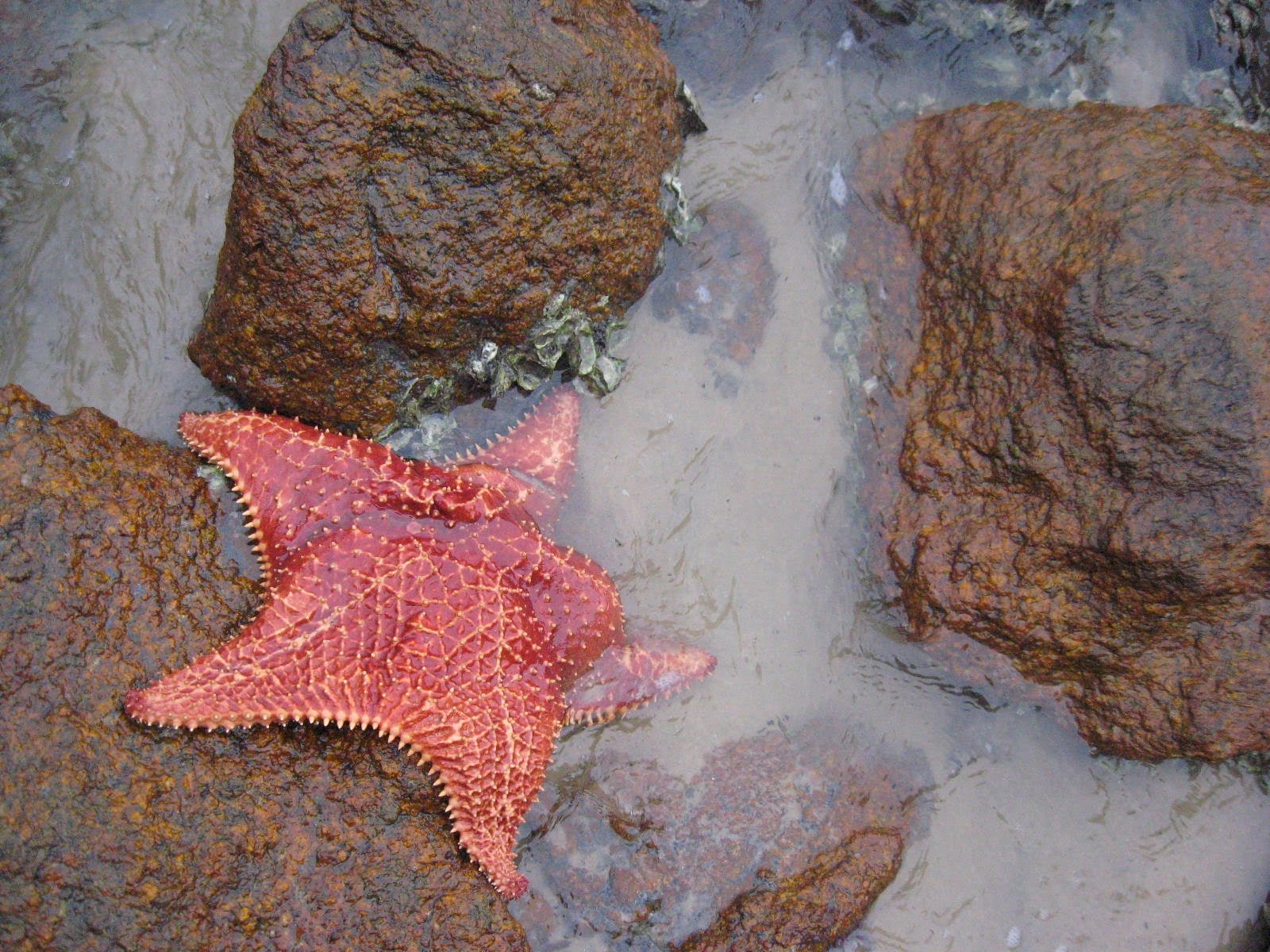 [estrela+do+mar.jpg]