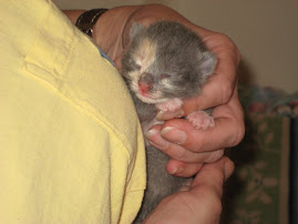 Tiny Baby #1