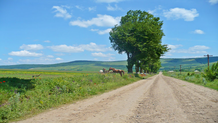 ROMANIA - TARAMUL VIETII