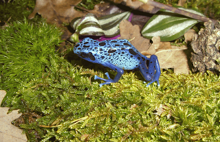 Dendrobates Azureus