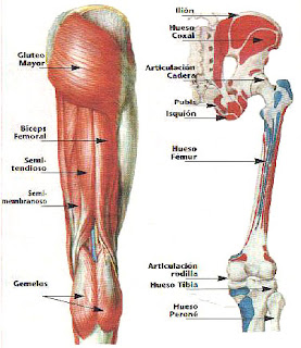De isquiotibiales tendinitis