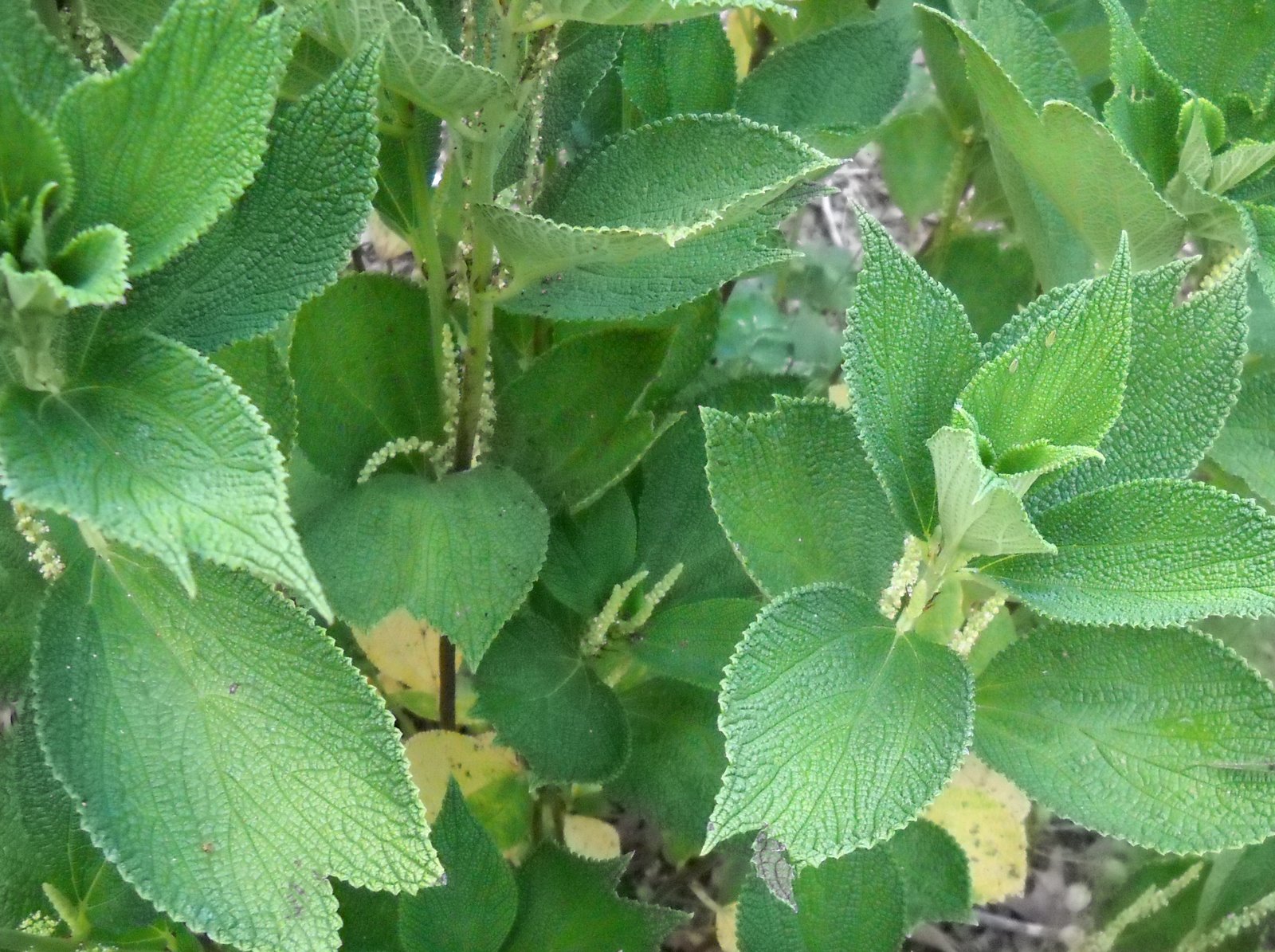 Gold Hill Plant Farm Sandpaper Plant