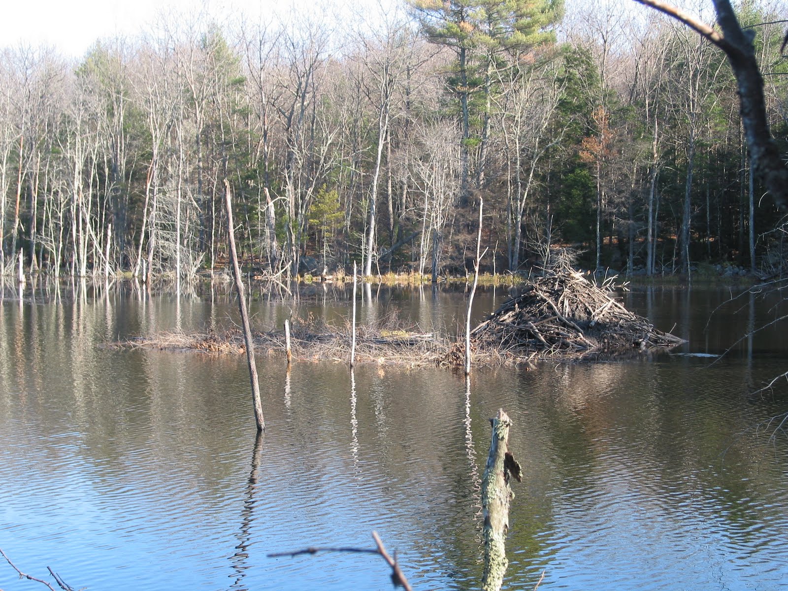 Spicebush Log A Beaver Pond in November