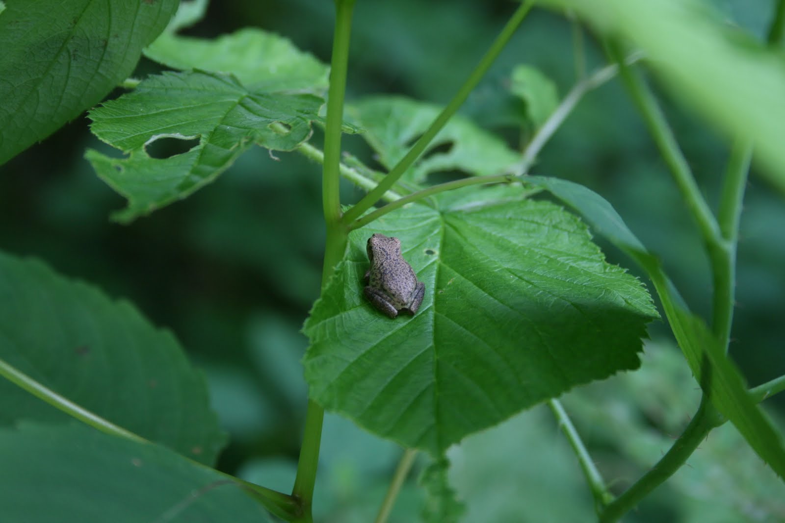Spicebush Log: A Tiny Frog