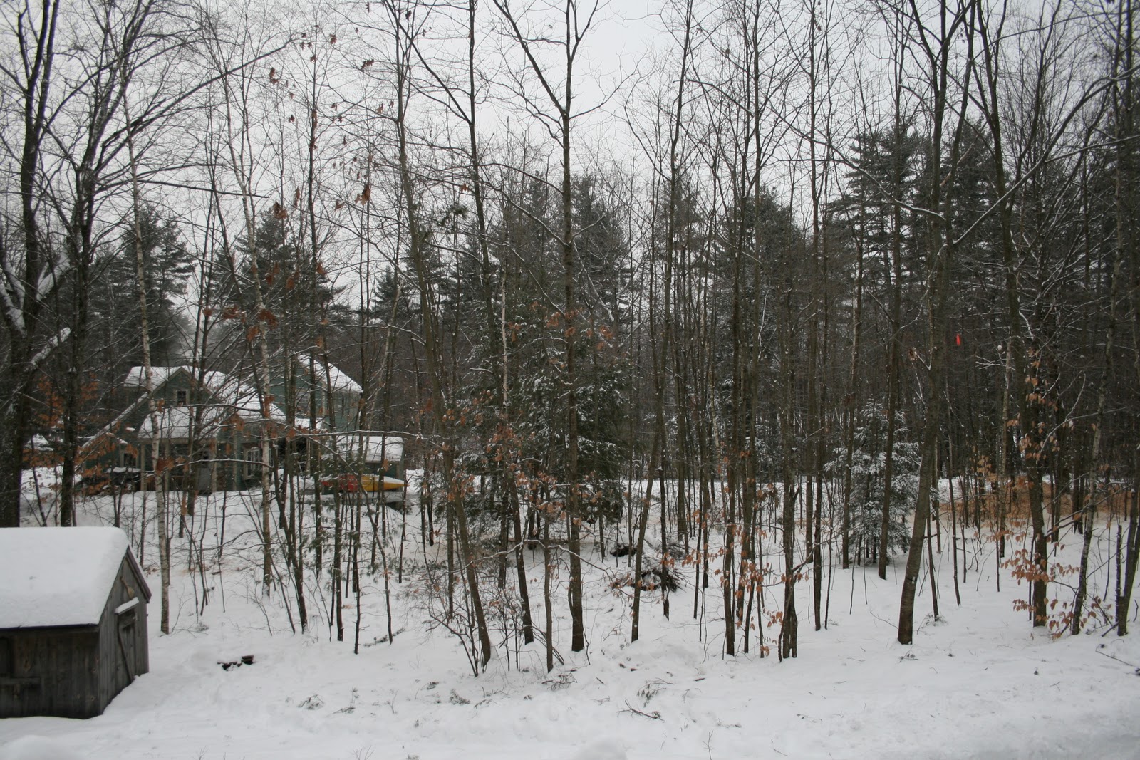 Spicebush Log Pine Tree Removal