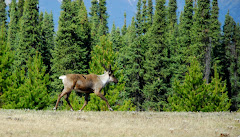 Woodlands Caribou Along Highway