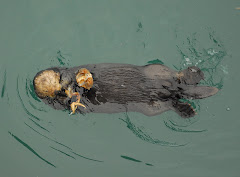 Sea Otter Enjoying a Crab
