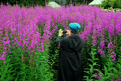 Me Taking a Picture of the Fireweed in Seldovia (see larger pictures at the bottom of the blog)