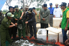 Panen Udang