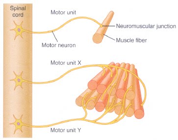 [musclefiberratio.jpg]