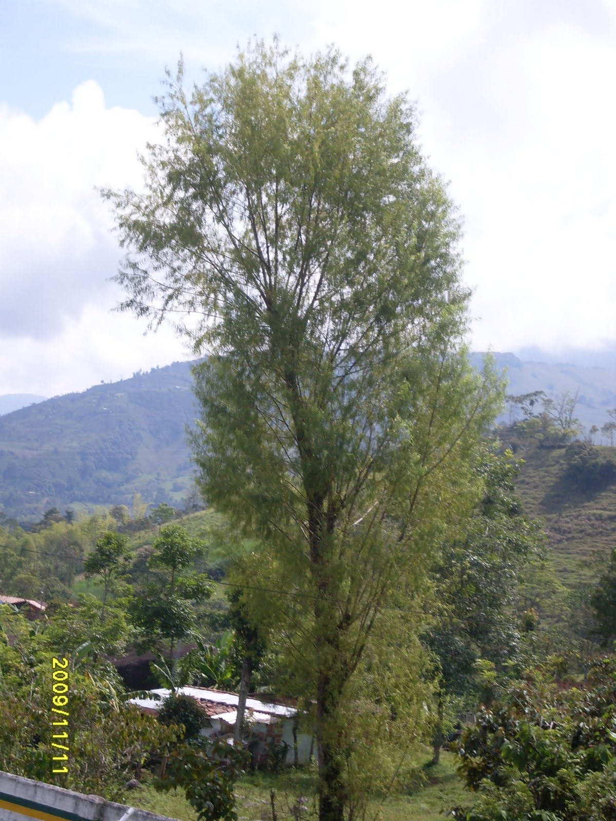 SAUCE plantasmaderables11a