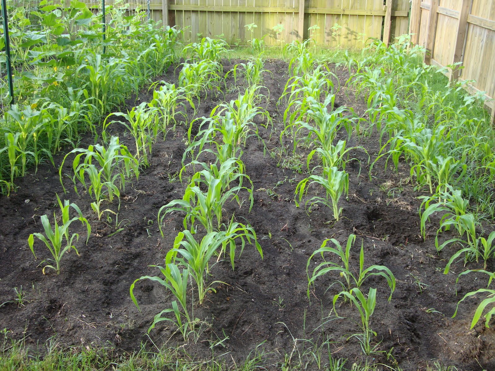 Back Yard Organic Vegetables: Preparation for and Planting ...