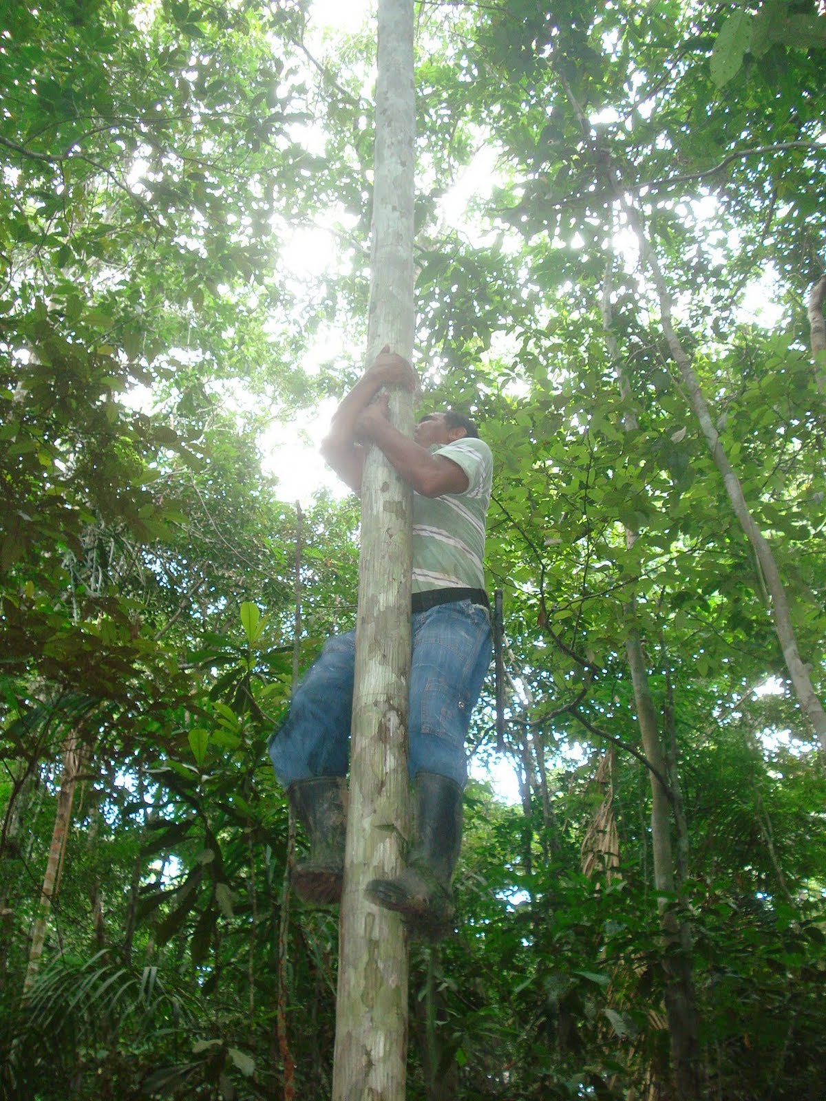 Shirley's South America / Antarctic adventure !: Manaus, Brazil