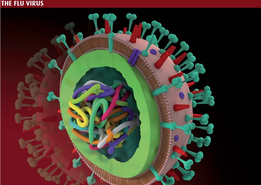 H1N1 Flu by crabsallover: Flu virus structure