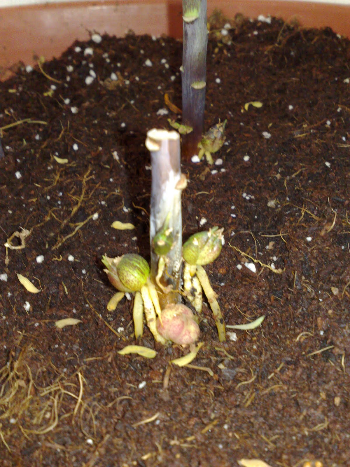 MMad about the garden Lily Propagation bulblets, bulbils, scaling