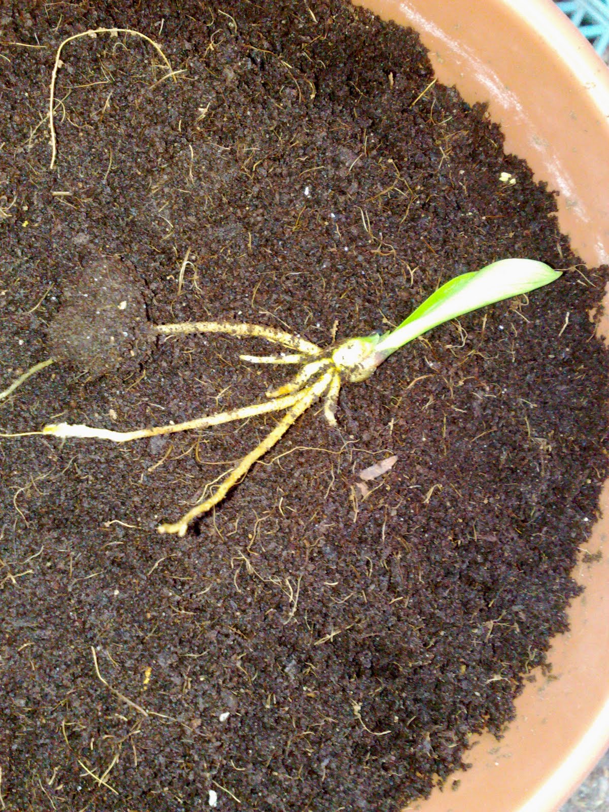 MMad about the garden Lily Propagation bulblets, bulbils, scaling