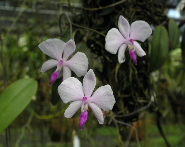 [Phalaenopsis+lowii.jpg]