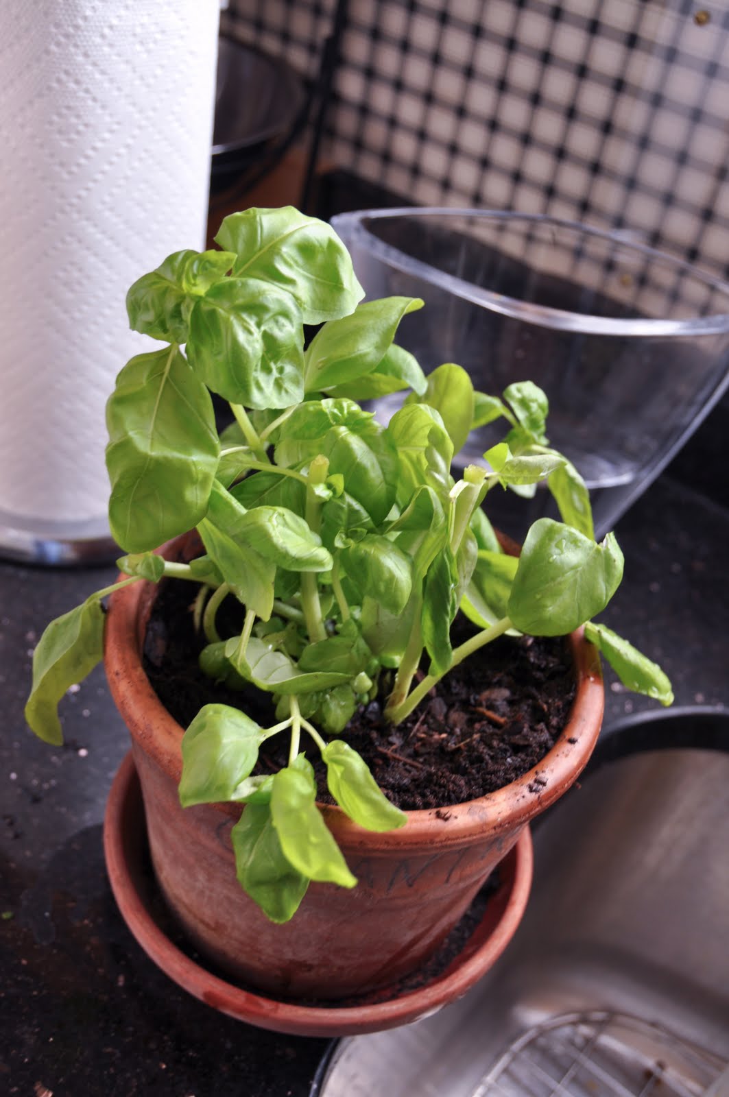 FEAST EVERYDAY Potted Herbs for the Kitchen