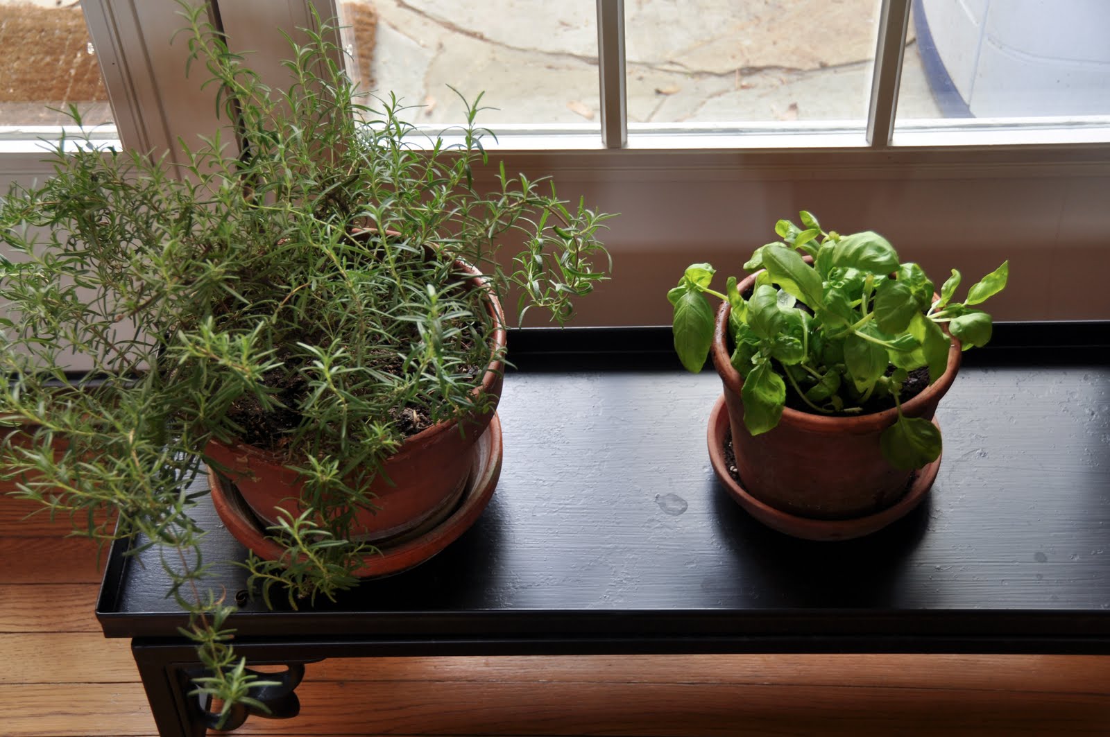 FEAST EVERYDAY Potted Herbs for the Kitchen
