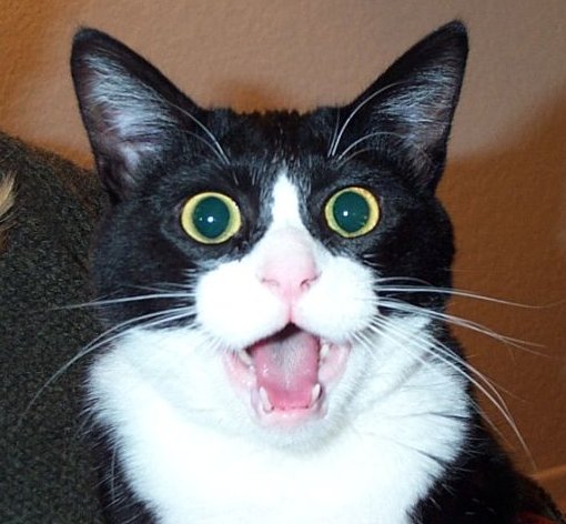 [shockedCat_1.jpghttp]