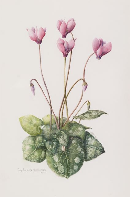 Botanical Watercolors