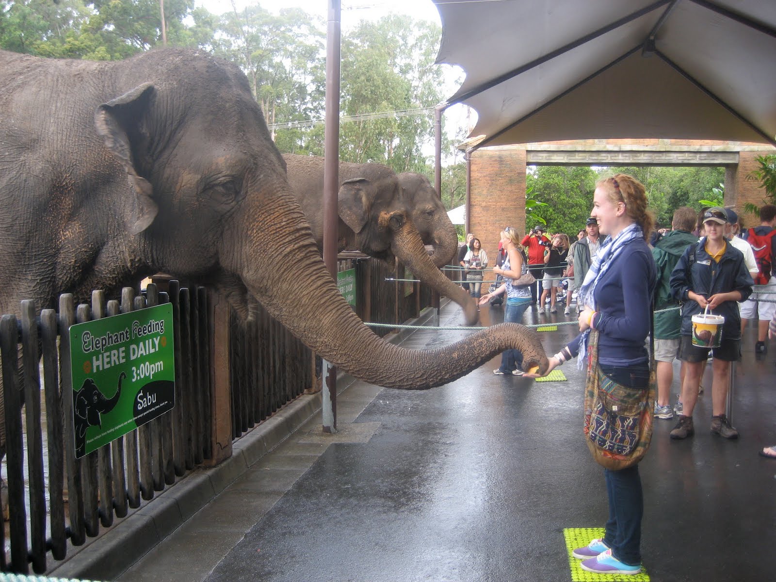 Danielle's Australian Adventures The last field trip...to Australia ZOO!!!