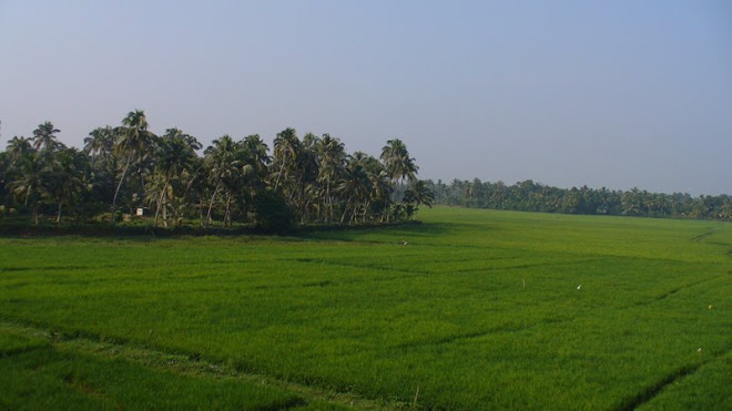 Kerala, paddy fields
