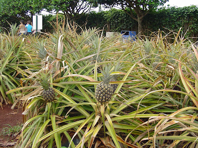 http://4.bp.blogspot.com/_gRS1FxZIrJA/TGLVE90w7gI/AAAAAAAABqk/vHG35CcGXQA/s1600/Dole+Pineapple+Plantation+(4).JPG