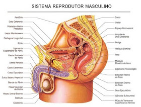 veias torcidas inchadas perto dos testículos